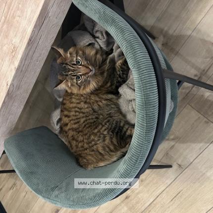 Photo 1/1 Chat retrouvé Perdu à Angers