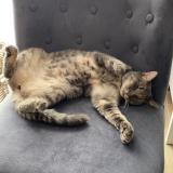 Photo de chat perdu à Estrun