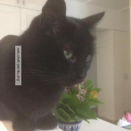 Photo 1/1 Chat retrouvé Perdu à Le Perreux Sur Marne
