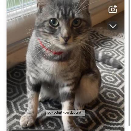 Photo 1/1 Gribouille Chat perdu à Reze