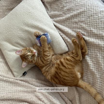 Photo 1/1 Berlioz Chat perdu à Maisons laffitte