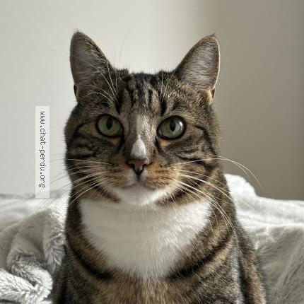 Photo 1/1 Rio Chat perdu à Collonges sous saleve