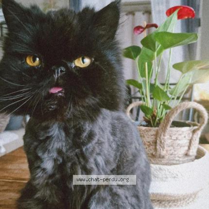 Photo de chat perdu à Vanves