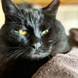 Photo de chat perdu à Savigne L Eveque