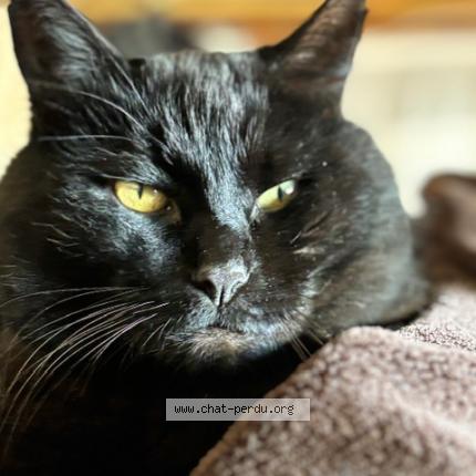 Photo 1/1 Chat retrouvé Perdu à Savigne l eveque