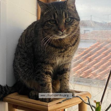 Photo 1/1 Thimothé Chat perdu à St hilaire de riez