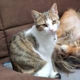 Photo de chat perdu à Montigny Le Bretonneux