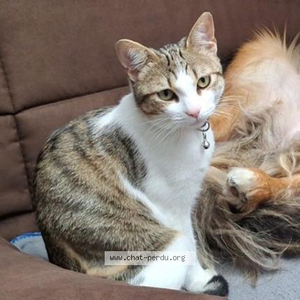 Photo 1/1 Chat retrouvé Perdu à Montigny le bretonneux