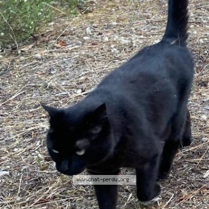 Photo 1/1 Chat retrouvé Perdu à Chaville