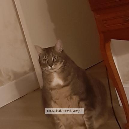 Photo de chat perdu à St Robert
