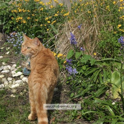 Photo de chat perdu à Marquette Lez Lille