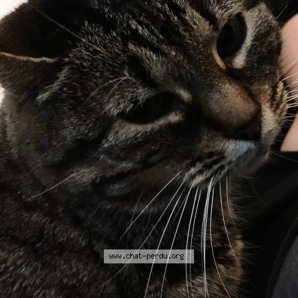 Photo 1/1 Minette Chat perdu à Molsheim