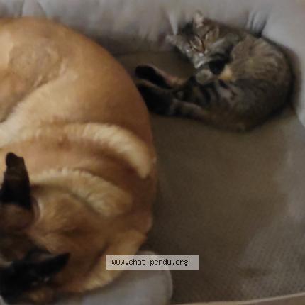 Photo 1/1 Erza Chat perdu à Neuvillette en charnie