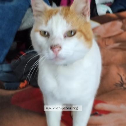Photo 1/1 Chat retrouvé Perdu à Sceaux Du Gatinais