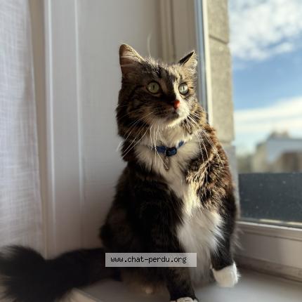 Photo 1/1 Papouille Chat perdu à Sens de bretagne