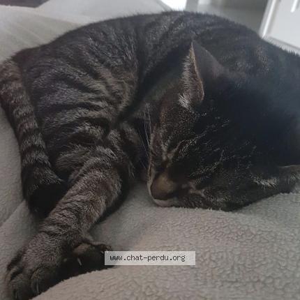 Photo de chat perdu à Ormoy