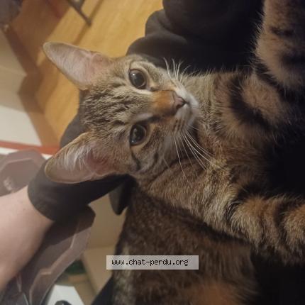 Photo 1/1 Jinx Chat perdu à Thionville