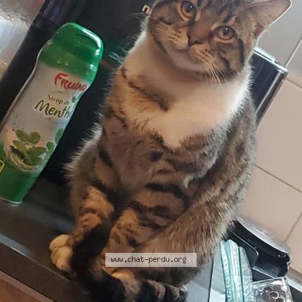 Photo 1/1 Wally Chat perdu à Faches thumesnil