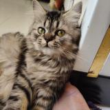 Photo de chat perdu à Bangalore