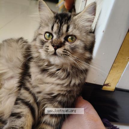 Photo 1/1 Chotai Chat perdu à Bangalore