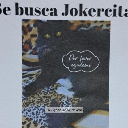 Photo 1/1 Jockercita Chat perdu à Comas