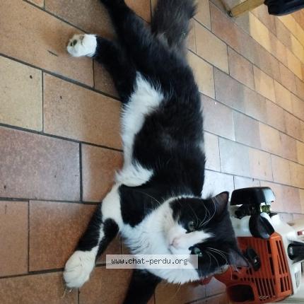 Photo 1/1 Prince Chat perdu à Anteuil