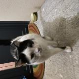 Photo de chat trouvé à Houilles