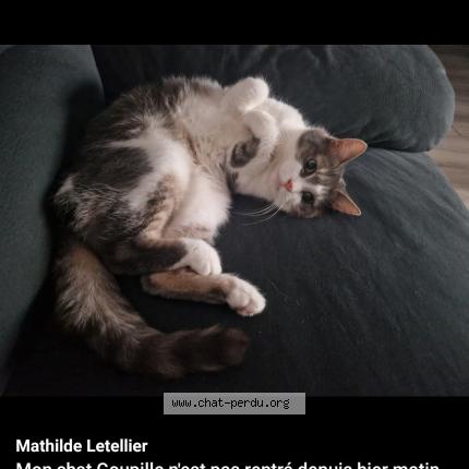 Photo 1/1 Goupille Chat perdu à Villers sous foucarmont