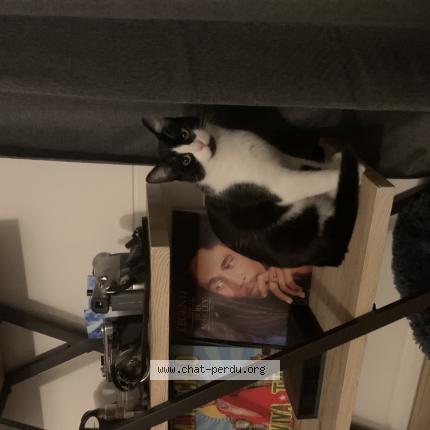 Photo 1/1 Tom nook Chat perdu à Nancy