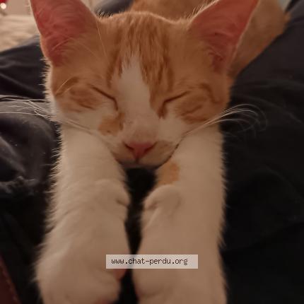 Photo 1/1 Luffy Chat perdu à Reze