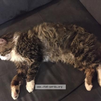 Photo 1/1 Griffon Chat perdu à Melesse