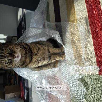 Photo 1/1 Thomas Chat perdu à Feucherolles