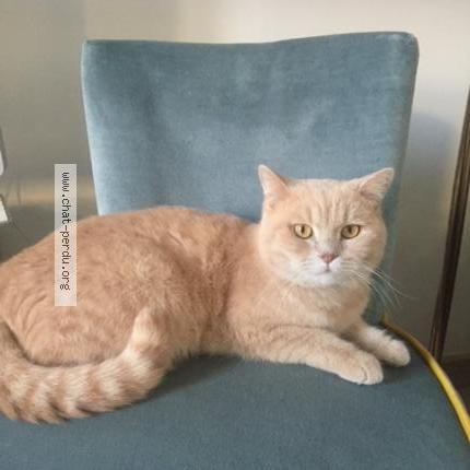 Photo de chat perdu à Avignon