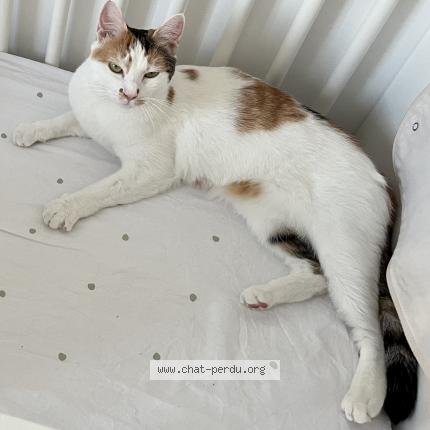 Photo 1/1 Maïdo Chat perdu à Toulon