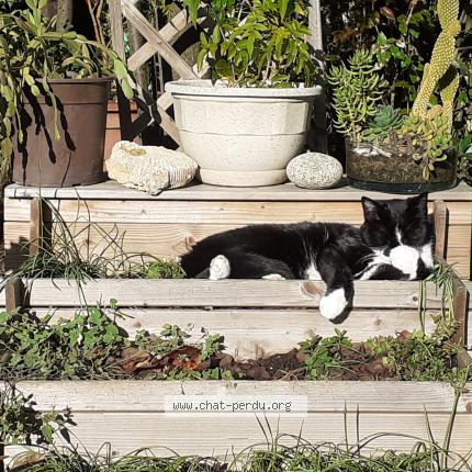 Photo de chat perdu à Migne Auxances