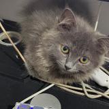 Photo de chat perdu à Olongapo City