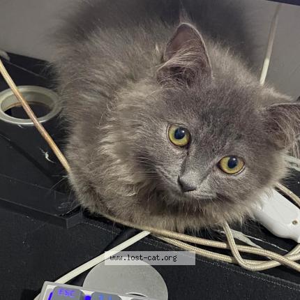 Photo 1/1 Qiqi Chat perdu à Olongapo city