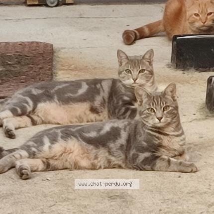 Photo 1/1 MAGNUS Chat perdu à Nouzerines