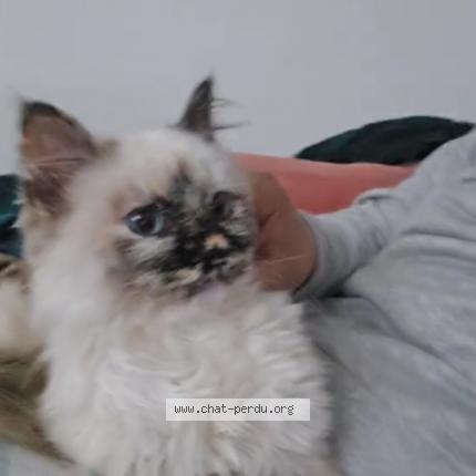 Photo de chat perdu à Cazouls Les Beziers