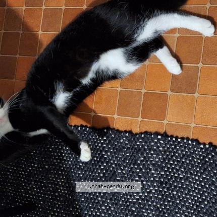 Photo de chat perdu à Poitiers