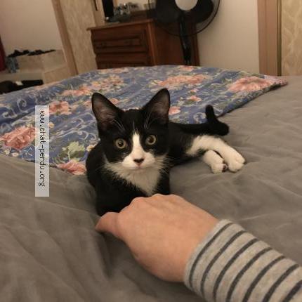 Photo 2/2 Chat retrouvé Perdu à Poitiers