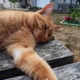 Photo de chat perdu à Montreuil Sur Loir