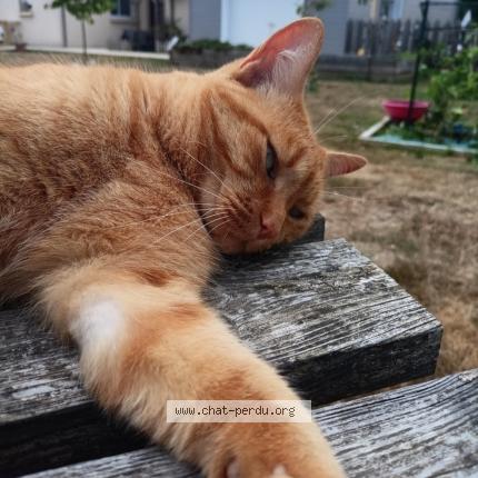 Photo 1/1 Mimi Chat perdu à Montreuil sur loir