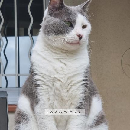 Photo 1/1 Chat retrouvé Perdu à Marseille