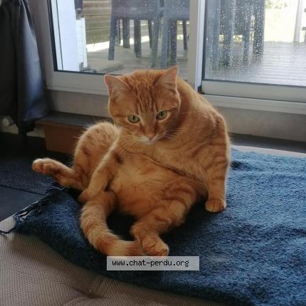 Photo 1/1 WIZMI Chat perdu à Quimper