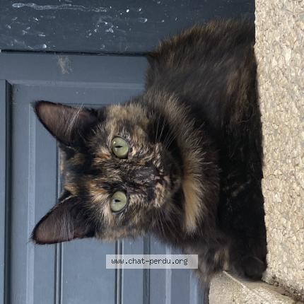 Photo 1/1 Chat retrouvé Perdu à Castanet Tolosan