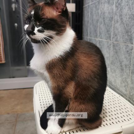 Photo 1/1 BISOU Chat perdu à Les mureaux