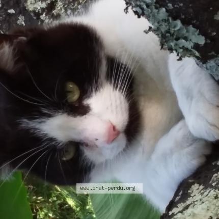 Photo de chat perdu à La Teste De Buch