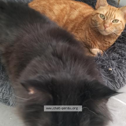 Photo de chat perdu à Villefontaine