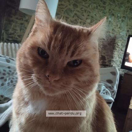 Photo de chat perdu à Montreuil Sur Maine